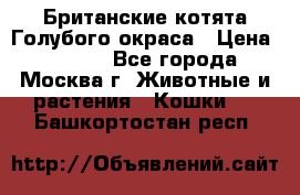 Британские котята Голубого окраса › Цена ­ 8 000 - Все города, Москва г. Животные и растения » Кошки   . Башкортостан респ.